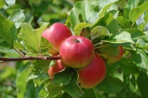 arboles frutales con manzanas